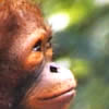 Adopt an Orang-utan
