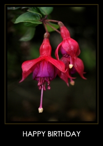Fuchsia
