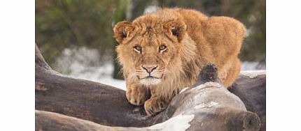 Zoo Keeper for a Day Choice Voucher